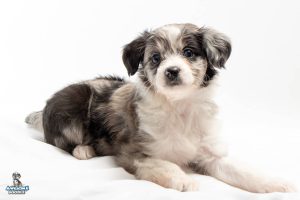 Scout 7wks 0486 300x200