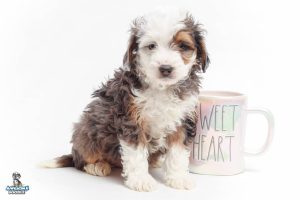 Moose 7wks 8970 300x200