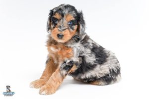 Ruby 7wks3938 300x200