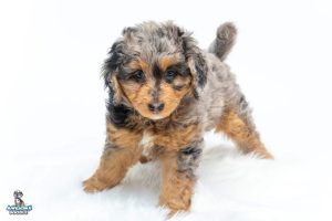 Derek 7wks 0352 300x200