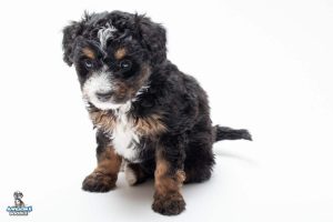 Hazel 7wks 6418 300x200