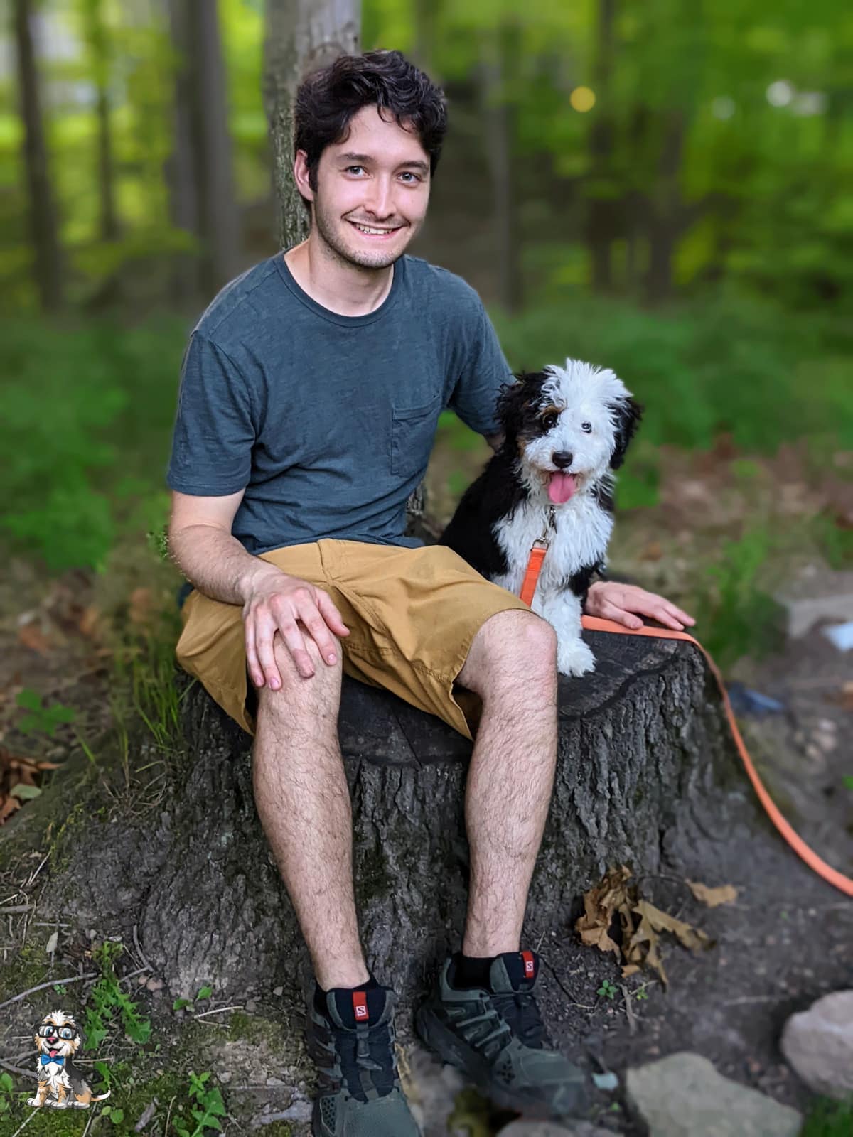 black tri aussiedoodle puppy