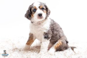 Sammy 7wks 1029 300x200