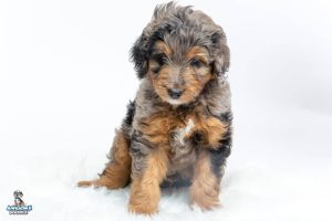 Teddy 7wks 0375 300x200