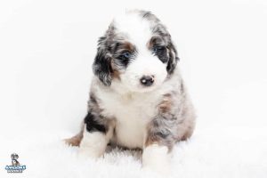 Bruno 7wks 2104 300x200