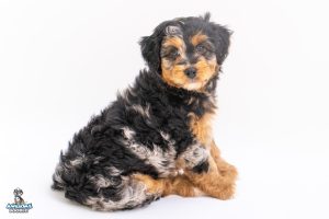 Taft7wks 1058 300x200