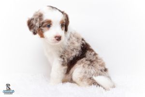 Thunder 6wks 2441 300x200