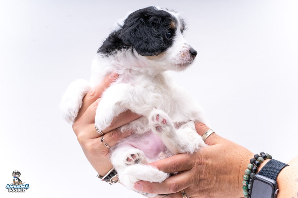 aussiedoodle puppy