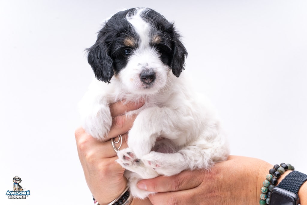 aussiedoodle puppy