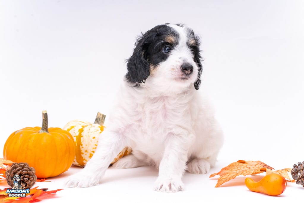 aussiedoodle puppy