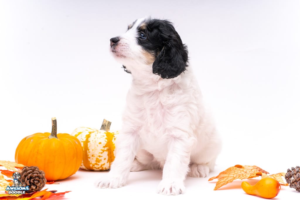 aussiedoodle puppy