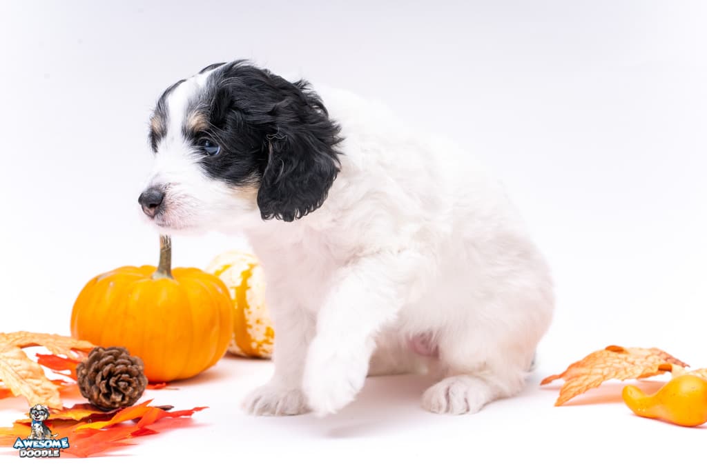 aussiedoodle puppy