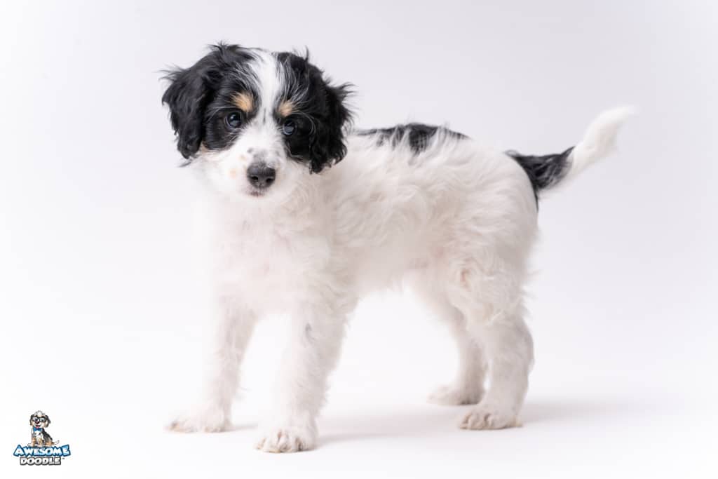 tri colored aussiedoodle