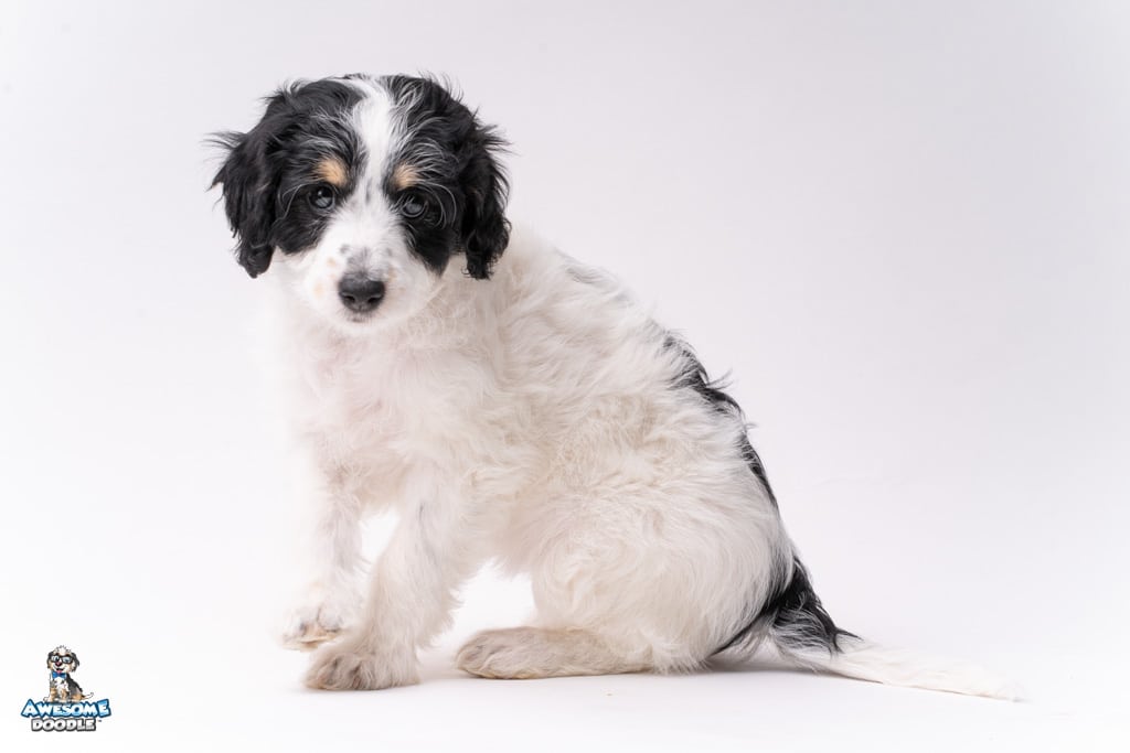 tri colored aussiedoodle