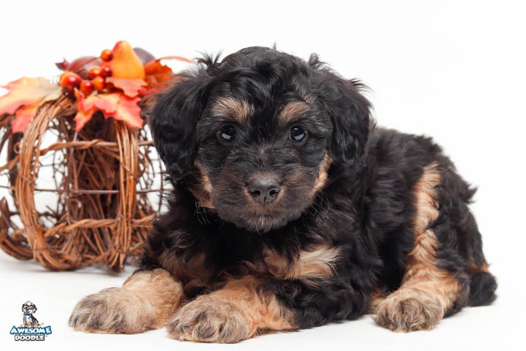 black phantom aussiedoodle