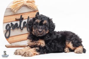 Leo7wks 0252 300x200