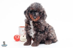 Mango 7wks 3060 300x200