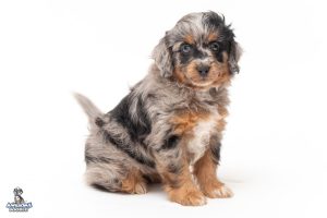puppy for sale