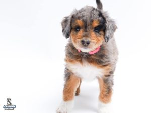 Poochie 7wk 5224 300x225