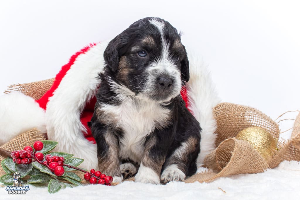 christmas puppy for sale