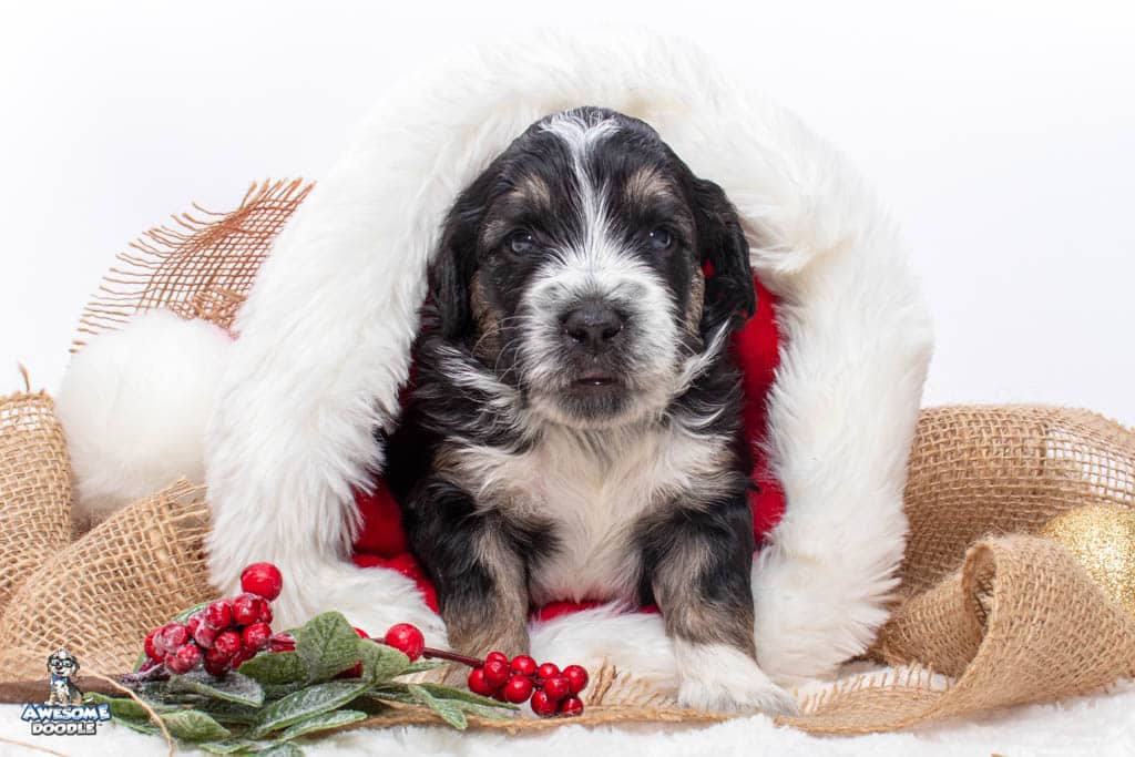 christmas puppy for sale