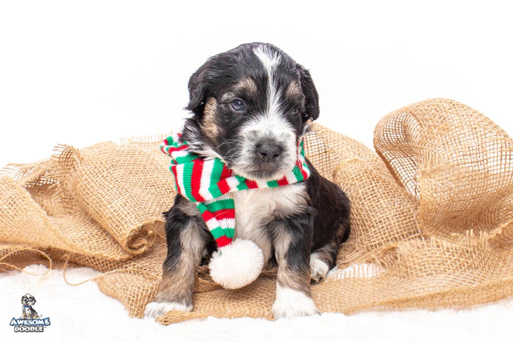 christmas puppy for sale