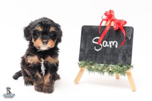 Sam 7 7595 300x200