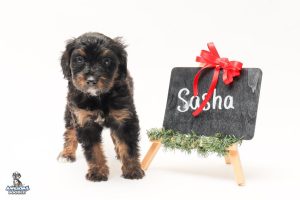 Sasha 7 7533 300x200