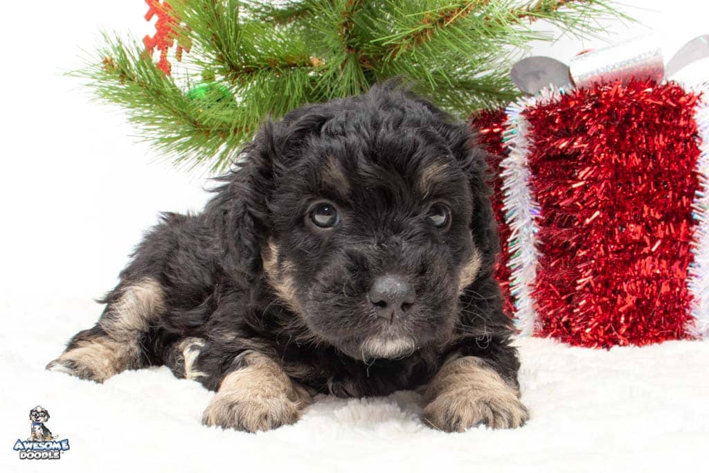 aussiedoodle for sale