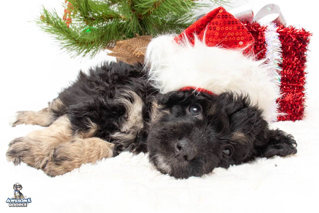 aussiedoodle for sale