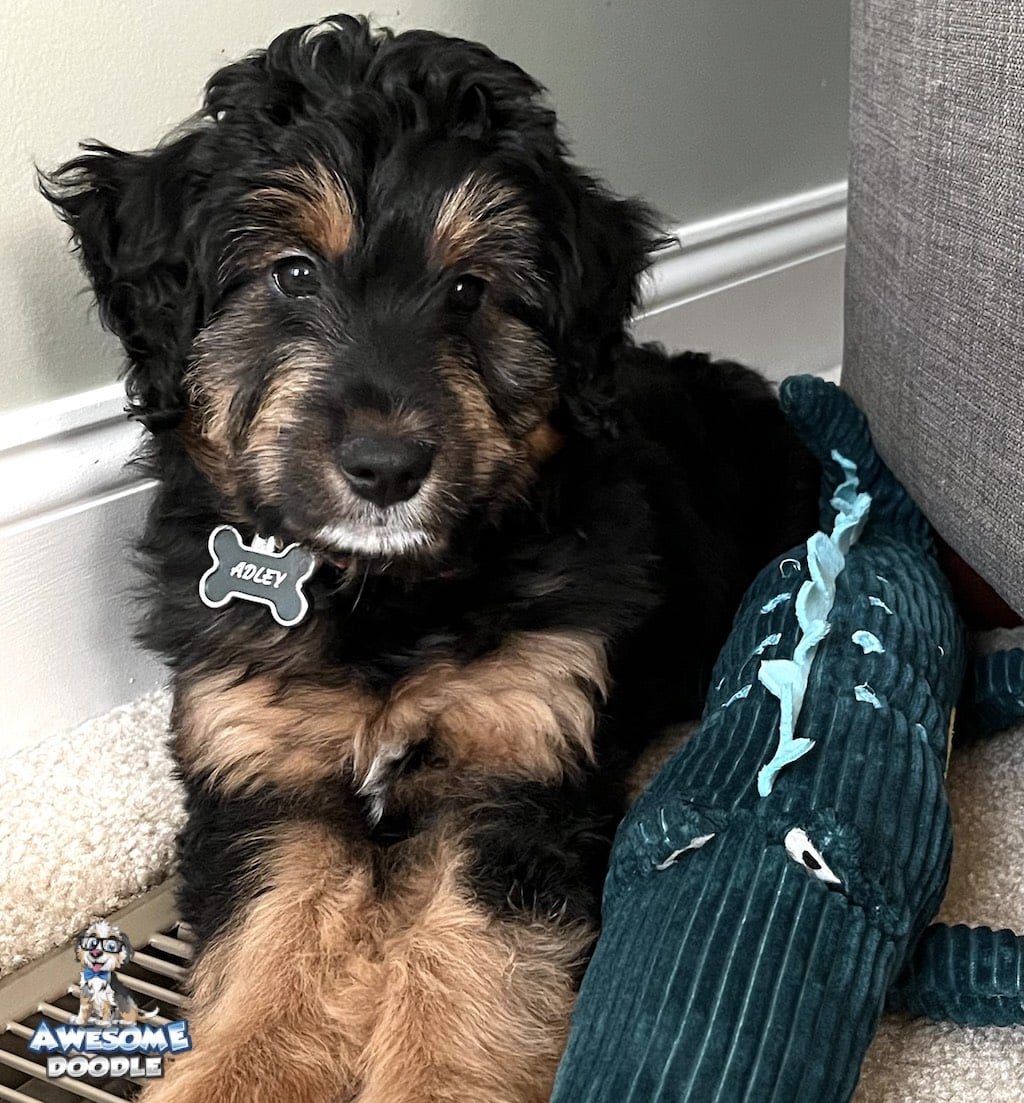 aussiedoodle-puppy-black-phantom