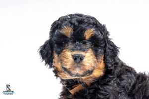 Buzz7wks6115 300x200