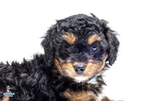 Cosmo7wks6023 300x200