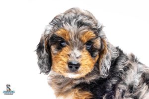 Myrtle7wks6055 300x200