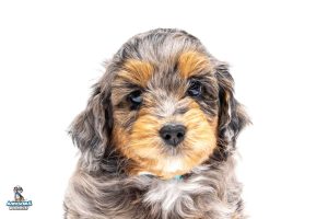 Oliver7wks6151 300x200