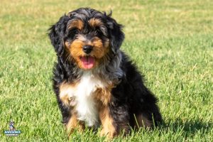 Lorettafinal 0335 300x200
