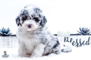 Roxa7wks1952 300x200