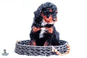 Chance7wks 6567 2 300x200