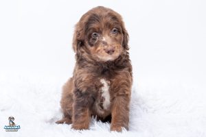 Luca7wks 3872 2 300x200
