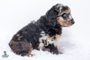Polo7wks 3851 2 300x200