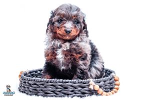 Shadow7wks 6527 300x200