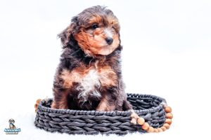 Tramp7wks 6538 300x200