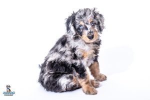 Buffy7wks2842 1 300x200