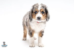 Butters7wks6997 300x200