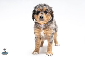 Sasha7wks6982 300x200