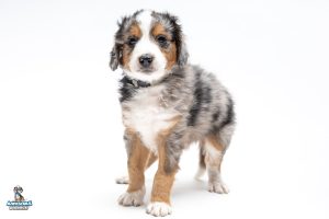 Scout7wks6905 300x200