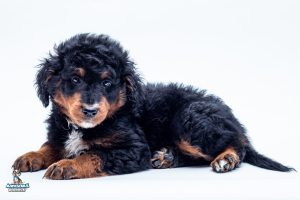 Royce7wks9863 300x200