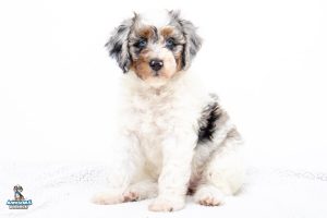 Athena7wks4609 300x200