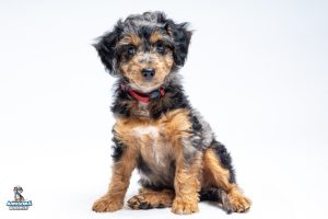 Booker8wks7916 300x200