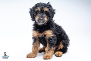 Fink8wks7901 300x200